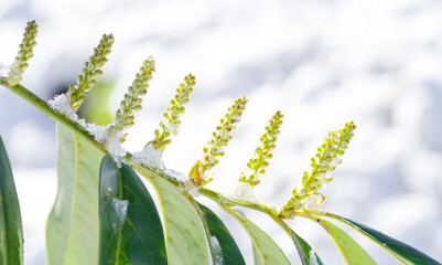 plants covered with snow