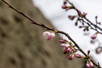 日本のとても美しい桜の花