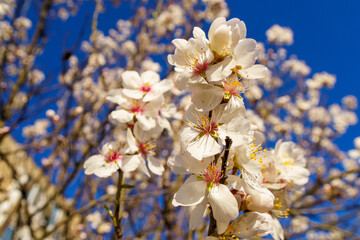 Blooming nutmeg. Spring flower background.