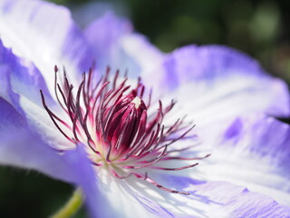 Obraz premium 薄紫色のクレマチスの花, Clematis