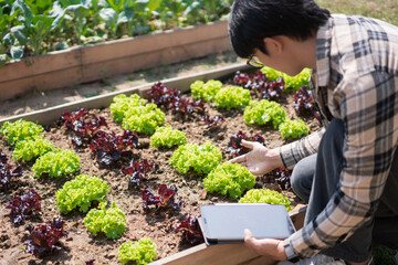 Male gardener holding tablet to checking vegetables and gardening to caring lettuce in home garden