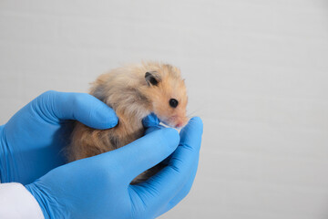 small cute fluffy Syrian hamster in the hands of a doctor, hands in medical gloves hold a rodent