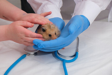 small cute fluffy Syrian hamster in the hands of a doctor, hands in medical gloves hold a rodent