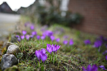 Die Gattung Krokus (Crocus) zählt zur Familie der Schwertliliengewächse (Iridaceae). Bekannt sind...