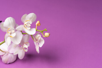 Fototapeta na wymiar fresh spring Orchid flower on a purple background
