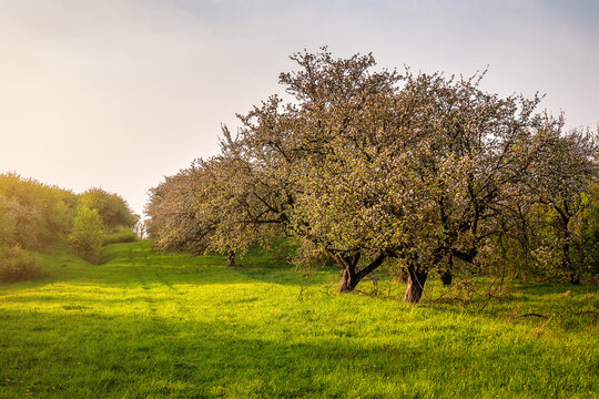 Blooming apple trees in orchard - Powered by Adobe