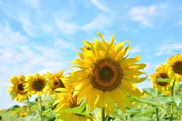 Fototapeta premium A sunflower head with honey bee on the field of sunflowers with a blue sky on background