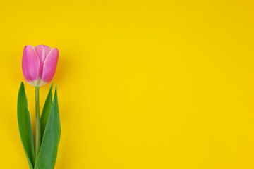 pink single tulip on a yellow background.