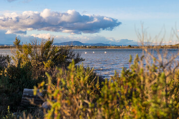 Vue sur le Pic Saint-Loup depuis l'Esclavon, îlot naturel sur l'étang de l'Arnel, peuplé de nombreux flamants roses