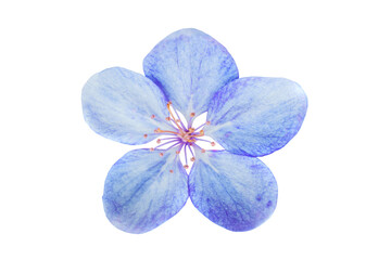 Blue sakura cherry flower in PNG isolated on transparent background