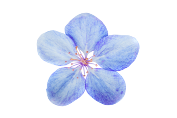 Blue sakura cherry flower in PNG isolated on transparent background