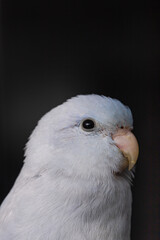 Beautiful tiny cute Forpus parrot bird, Exotic pet