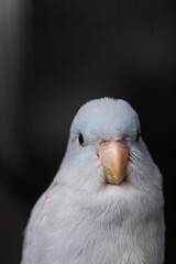 Beautiful tiny cute Forpus parrot bird, Exotic pet
