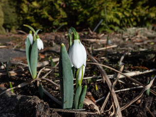 Close-up of the Elwes's snowdrop or greater snowdrop (galanthus elwesii) with globose, white, pendulous flowers in spring in the garden