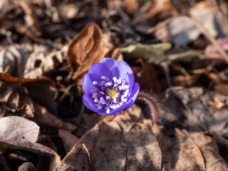 Beautiful, purple first spring bloomers - wildflowers Large blue hepatica (Hepatica transsilvanica) in bright sunlight in early spring
