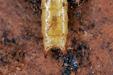Pytho depressus larva of this beetle (Pythidae family) on under pine bark. The characteristic shape of the end of the body. Top view.