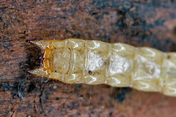 Pytho depressus larva of this beetle (Pythidae family) on under pine bark. The characteristic shape of the end of the body. View from Below.