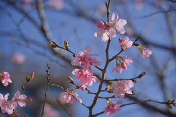  Cherry Blossoms in Full Bloom