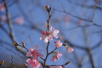 Fototapeta na wymiar Cherry Blossoms in Full Bloom