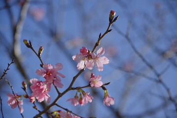  Cherry Blossoms in Full Bloom