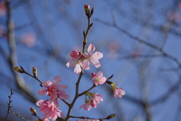  Cherry Blossoms in Full Bloom