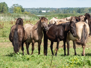 Fototapeta premium Grey and black Semi-wild Polish Konik horses spending time together in a floodland meadow with green vegetation in summer. Wild horse reintroduction