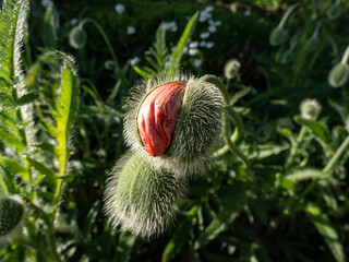 Obraz premium Close-Up shot Of Large Poppy Flower Bud (Papaver Orientale) opening to bright red petals in summer