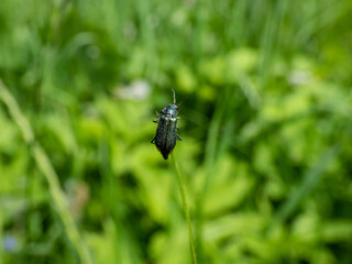 Soft-winged flower beetle - the malachite beetle (Malachius bipustulatus) with long body, the head and pronotum are brownish, elytrae are shining green with red spot at the end