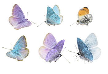 Fototapeta na wymiar Butterflies set, pastel colored butterflies isolated on white background
