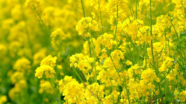 菜の花