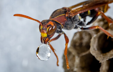 A wasp clearing water from its nest after a rain shower.  Amazing to see it blowing the water out!