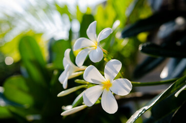 Obraz na płótnie Canvas Flowers of the frangipani in the morning sun