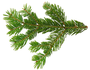 png christmas pine branch isolated on clear background - çam dalı