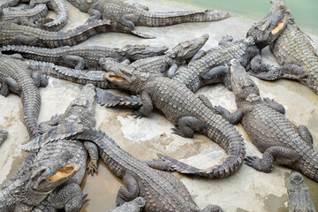 Close up of a crocodile in the Zoo