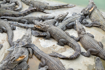 Close-up of a crocodile in the Zoo