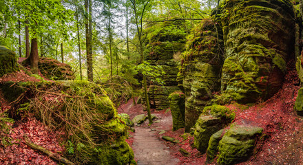 Panoramic over magical enchanted fairytale forest with fern, moss, lichen and sandstone rocks at the hiking trail Swedish Holes in the national park Saxon Switzerland, Saxony, Germany, Autumn season