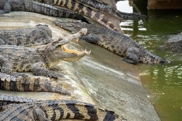 Close up of a crocodile in the Zoo