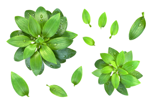 雨上がりに見つけたみずみずしい葉の切抜き