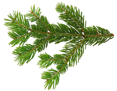 png christmas pine branch isolated on clear background - çam dalı