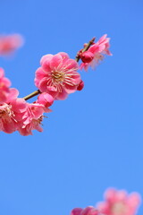 青空に映える八重咲きの紅梅のクローズアップ