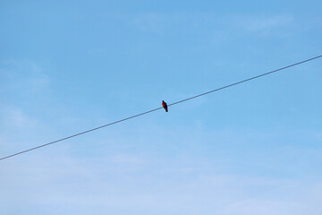 lonely bird sitting on electric wires against background of the sky