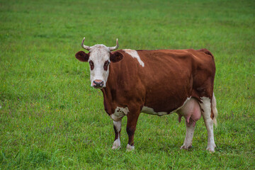 Fototapeta na wymiar Brown and white cow in the green meadow.