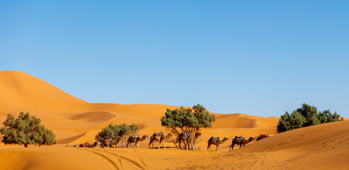 Fototapeta na wymiar Camel caravan in sahara desert landsacpe in Morocco