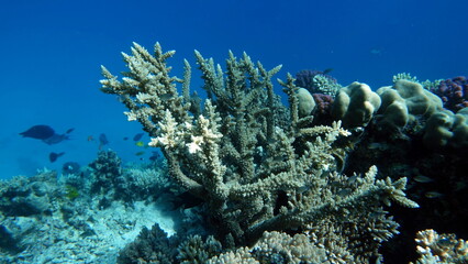 Beautiful coral reefs and Red Sea kpral gardens.

