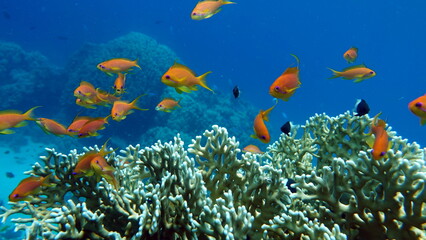 Naklejka na ściany i meble Colorful tropical fish on a coral reef, amazingly beautiful fairy world. In the coral gardens of the Red Sea.