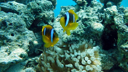  Clown fish amphiprion (Amphiprioninae). Red sea clown fish. Nemo .