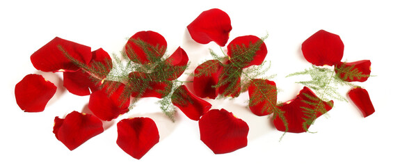 Roses Banner with Rose Petals - Panorama isolated on white Background