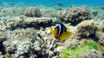 Fototapeta na wymiar Clown fish amphiprion (Amphiprioninae). Red sea clown fish. Nemo .