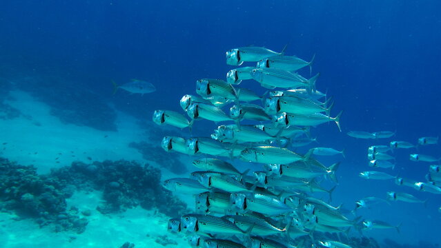 Indian Mackerel , Makrele wird bis zu 35 cm gro&szlig; und ern&auml;hrt sich von Plankton und Makrele (Scombridae). S&uuml;dasiatische Makrele - Indische Makrele - Rastrelliger Kanagurta. Diese Kaviar.
