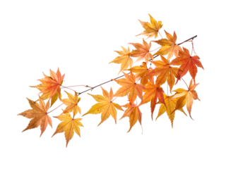 PNG isolated on white, autumn maple branch, orange fall leaves, seasonal tree twig, botanical nature element, japanese maple foliage, harvest decor, plant cutout